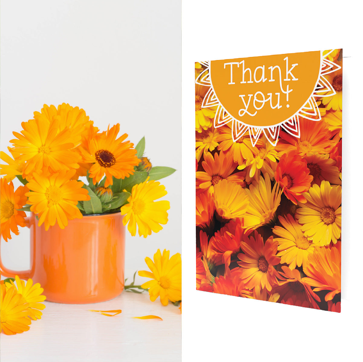 Thank You Calendula | Calendula Seeds Inside