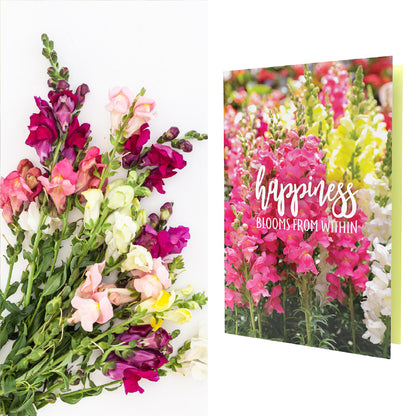 Happiness Blooms From Within | Snapdragon flower seeds